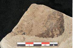 Foto (Detailansicht) von Populus nigra Linne (NHMW-GEO-2024-0188-15008)